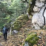 Lodge In The Forest *