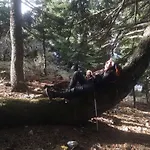 Lodge In The Forest *