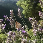 In The Forest *