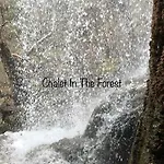 In The Forest Lodge *
