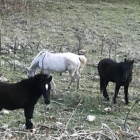 In The Forest * Kalávrita