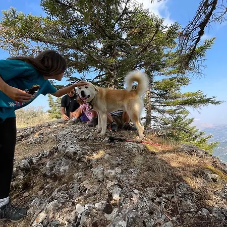 In The Forest * Kalávrita