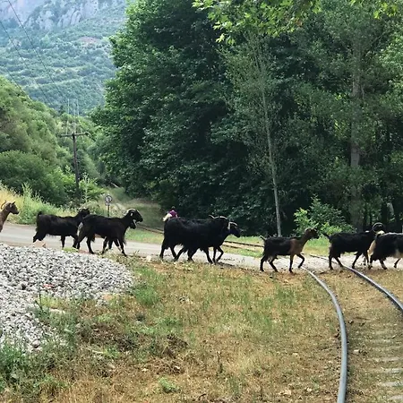 In The Forest * Kalávrita