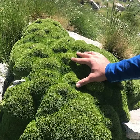 In The Forest Kalávrita