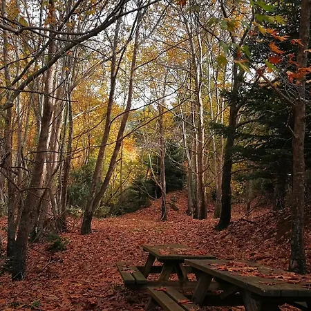 In The Forest * Kalávrita