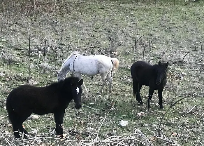 In The Forest * Kalavryta