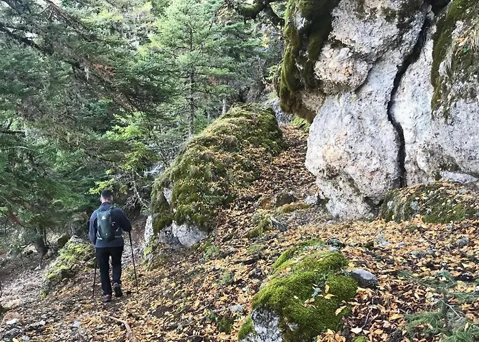 Lodge In The Forest *