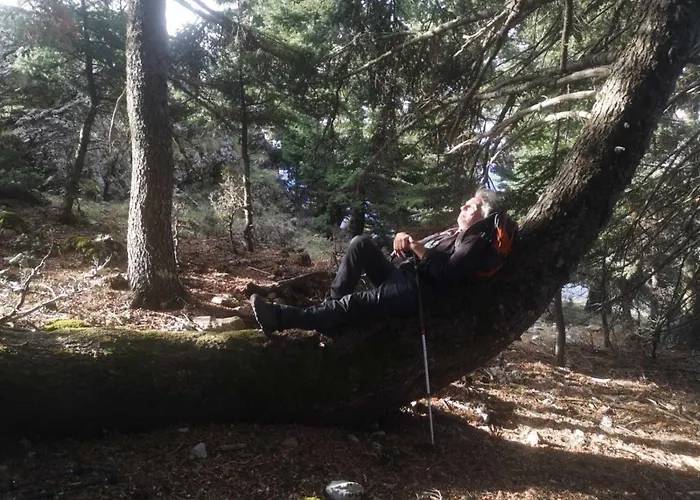 אכסניה In The Forest *