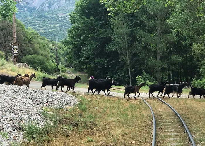 In The Forest * Kalavryta