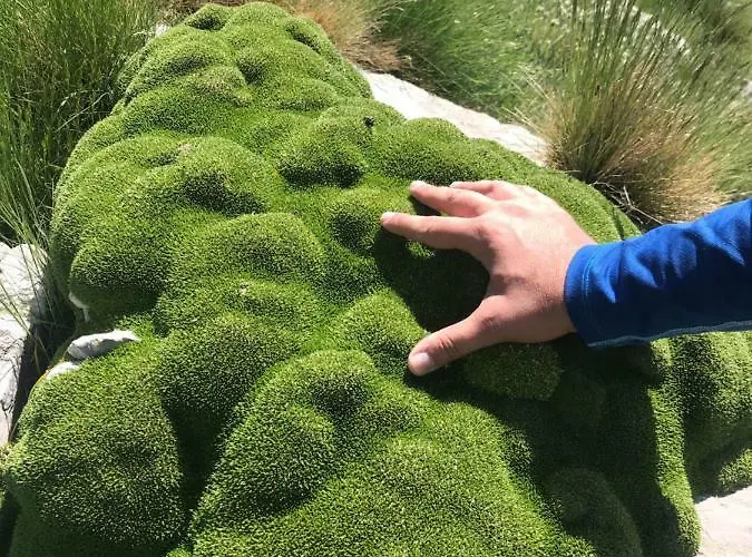 In The Forest Kalavryta