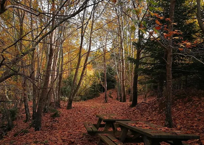 In The Forest * Kalavryta